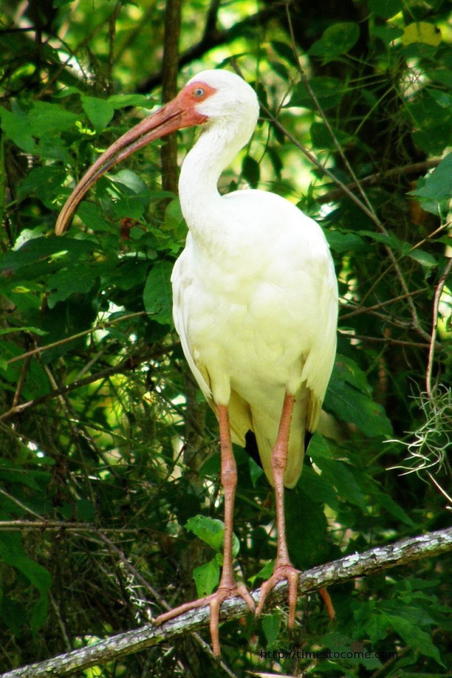 Цапля с желтыми перьями