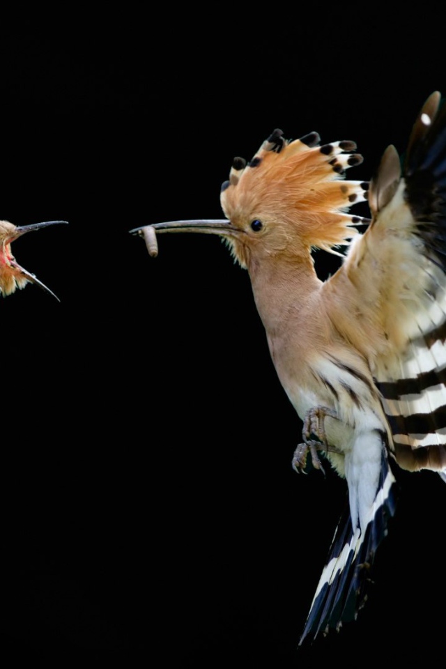 Удод кормит птенца