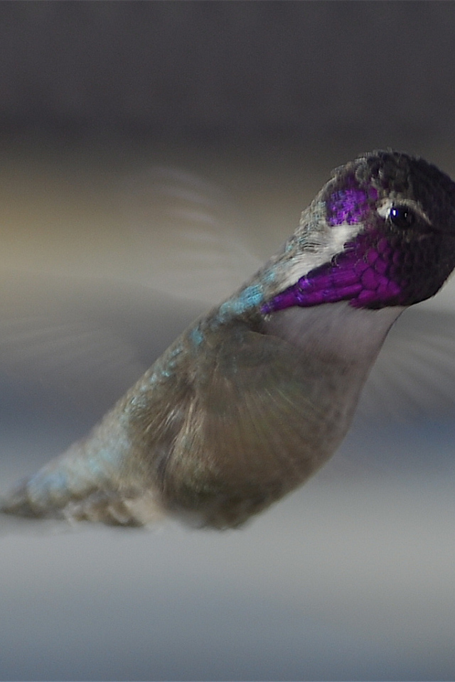 Колибри около розового цветка