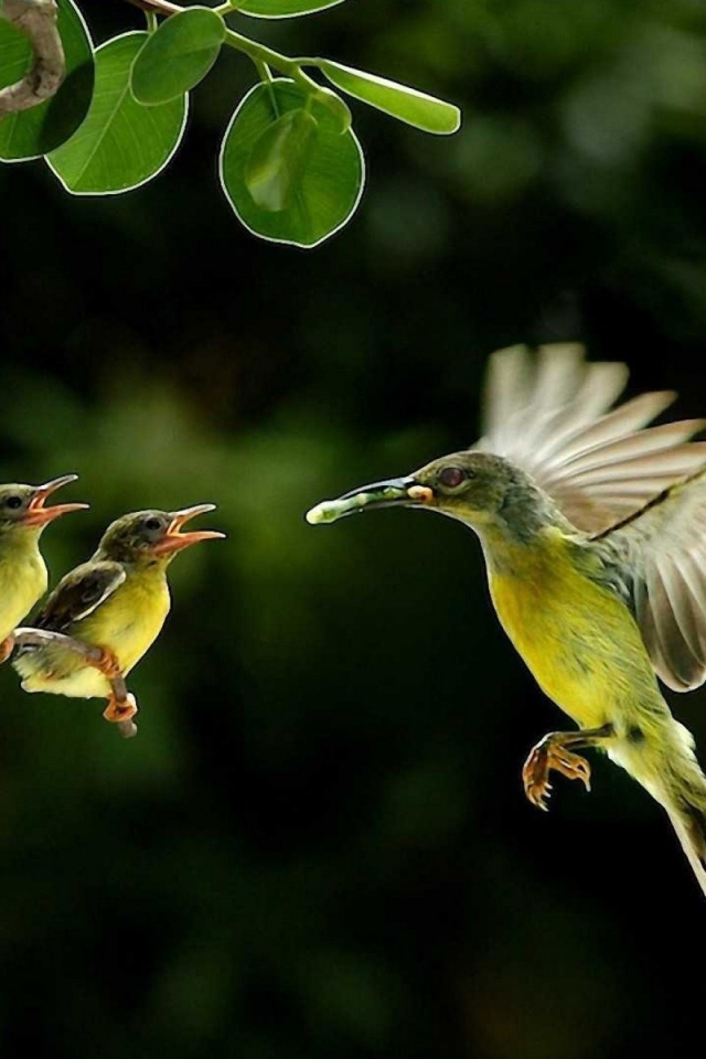 Колибри кормит своих птенцов