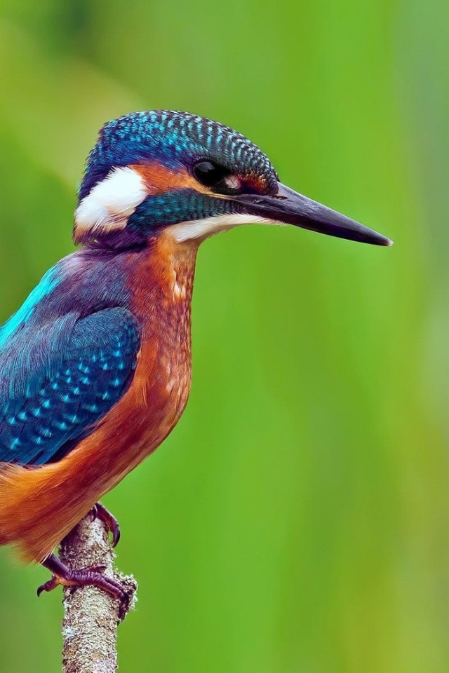 Птица зимородок сидит на ветке на фоне зелени