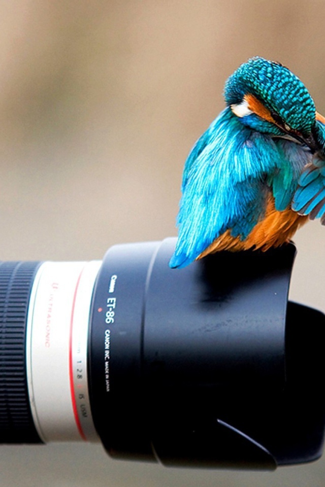 Птица зимородок сидит на фотоаппарате