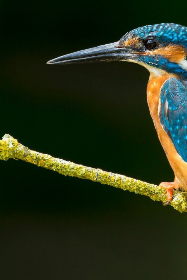 Зимородок на зеленой ветке