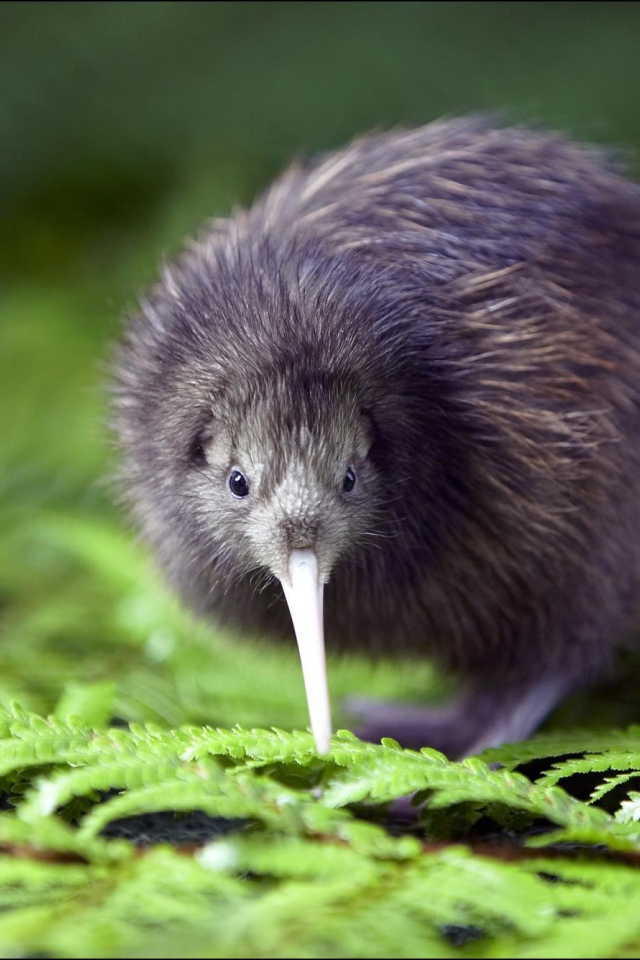 Птица киви среди зелени