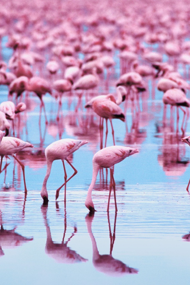 Озеро розовое от обилия фламинго