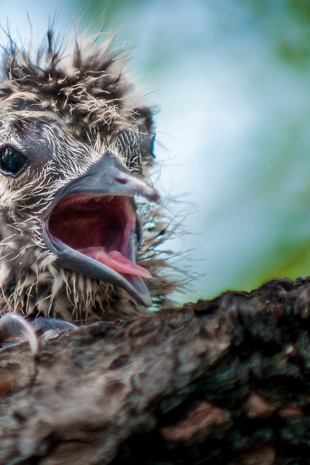 Маленький птенец в гнезде