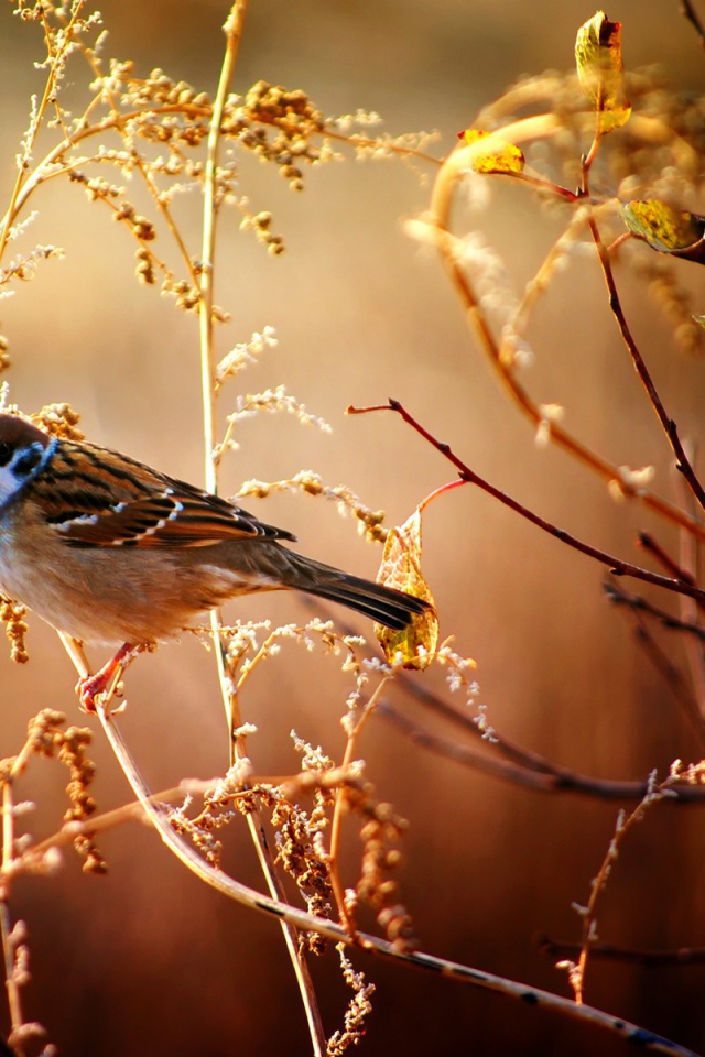 Маленький воробей сидит на ветке