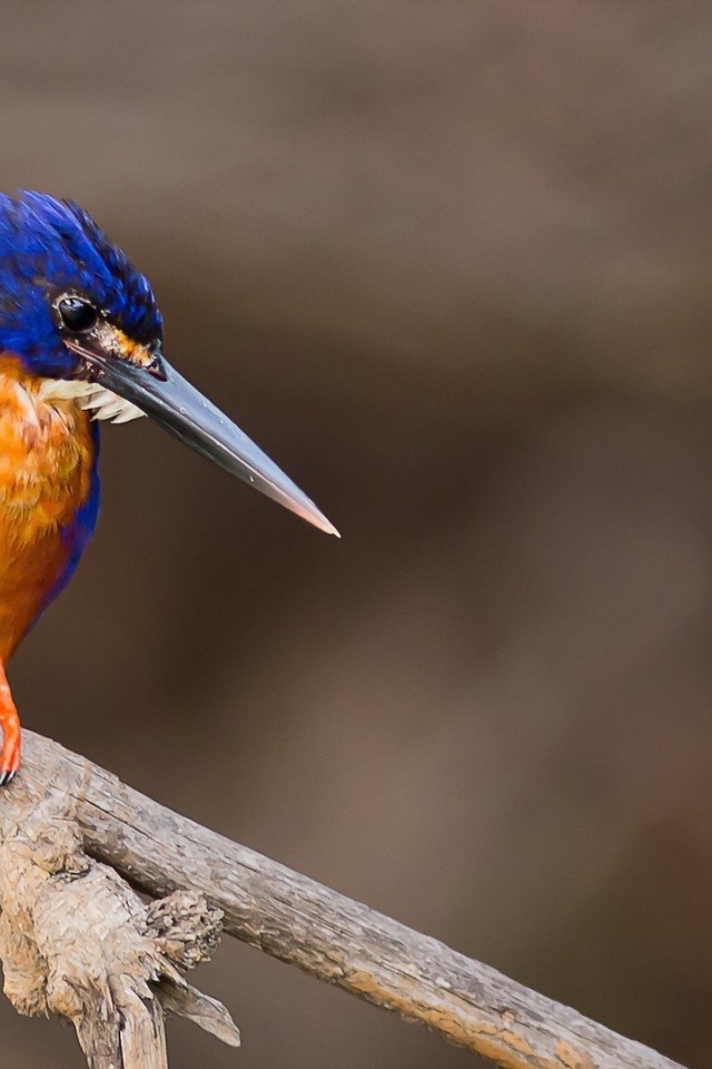 Длинноклювая птица зимородок