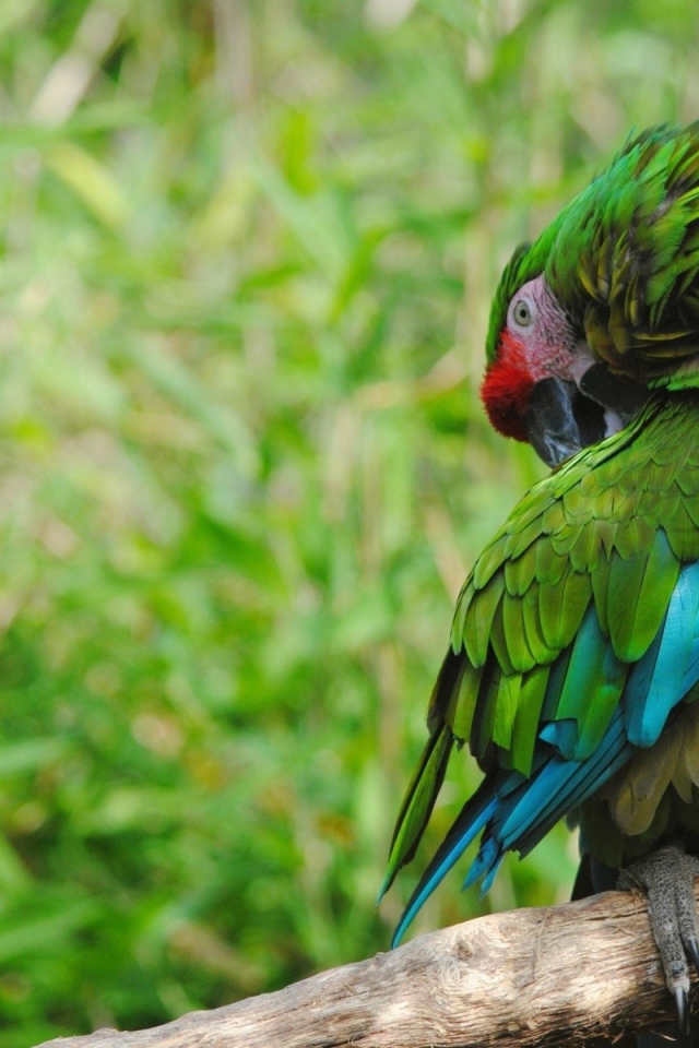 Роскошный зеленый попугай на фоне зелени