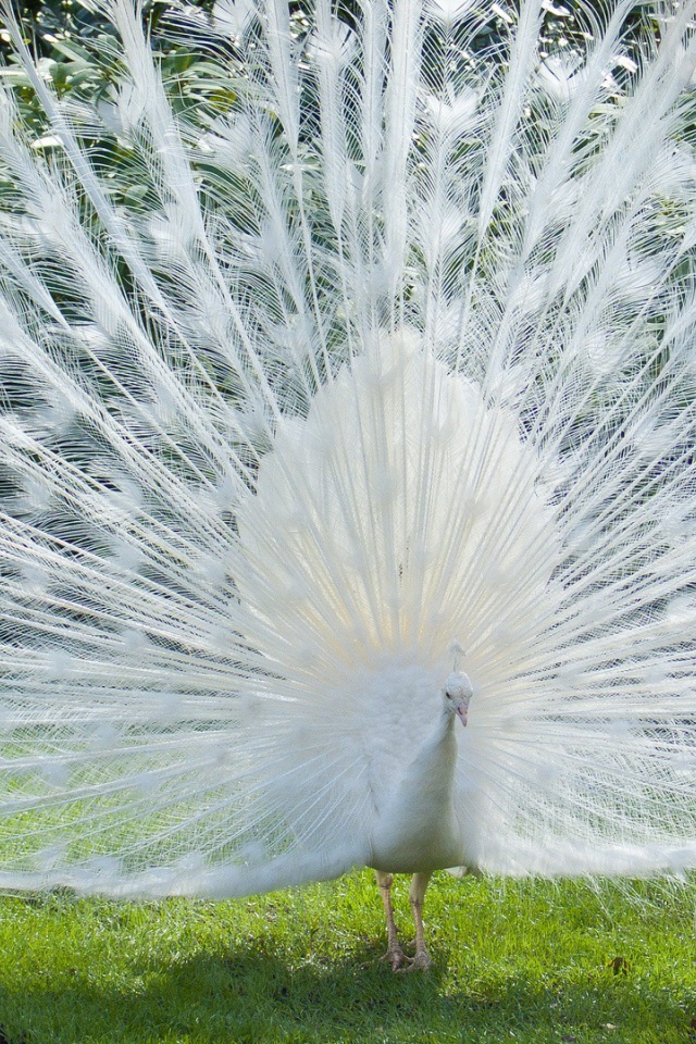 Роскошный хвост белого павлина