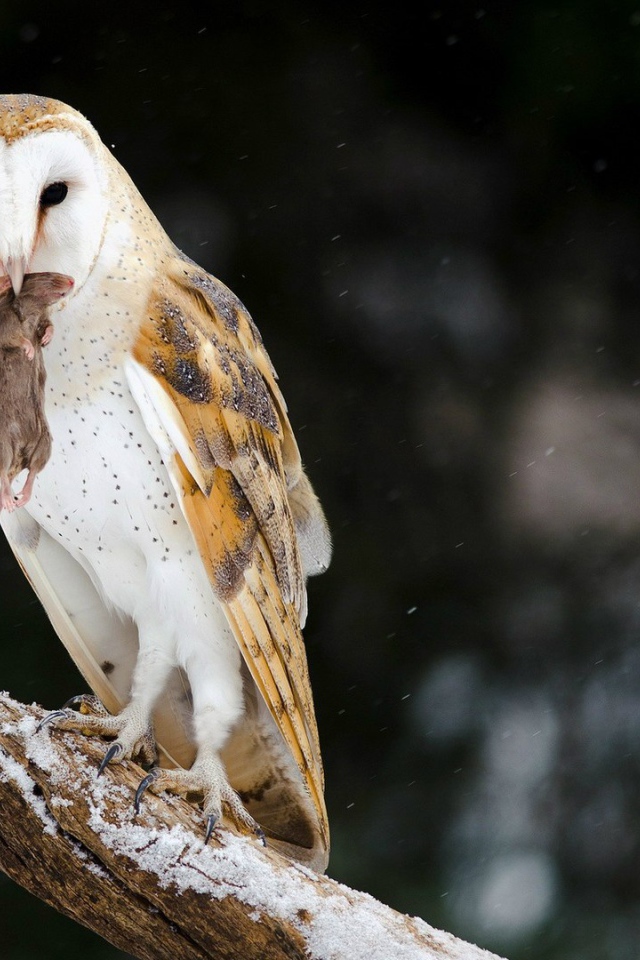 Сова поймала мышь