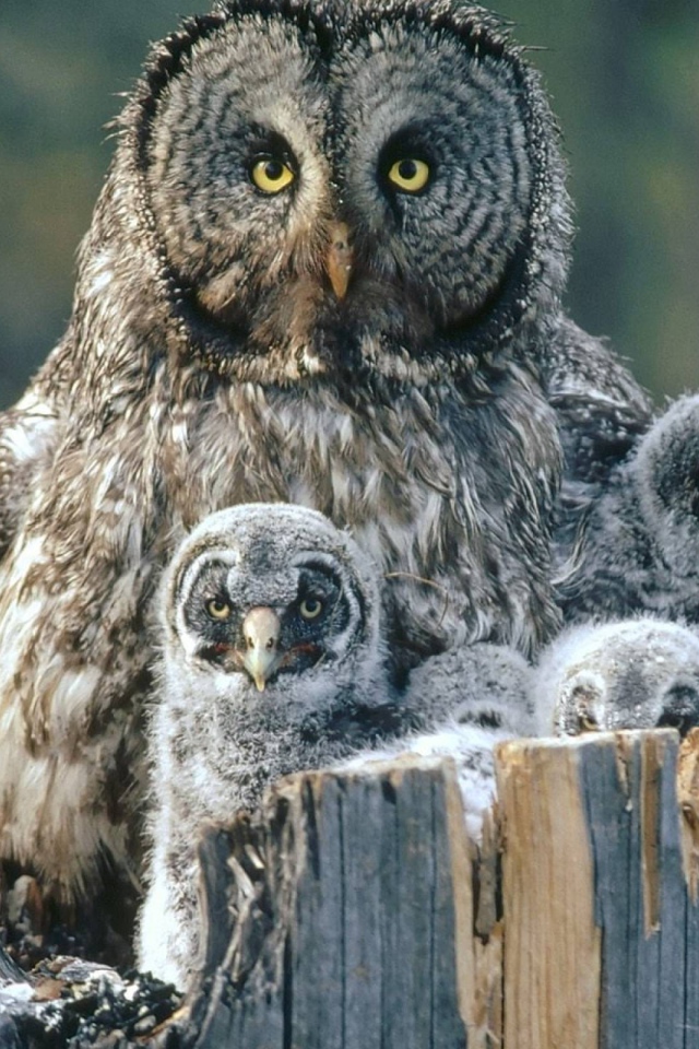 Сова охраняет своих детей