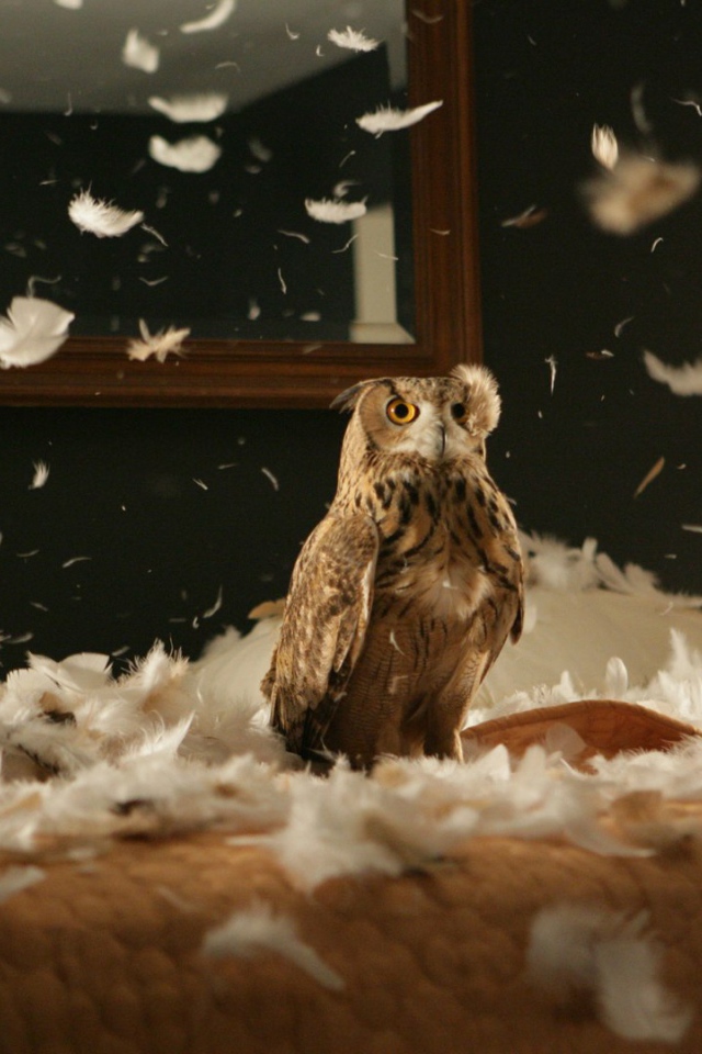 Сова в перьях