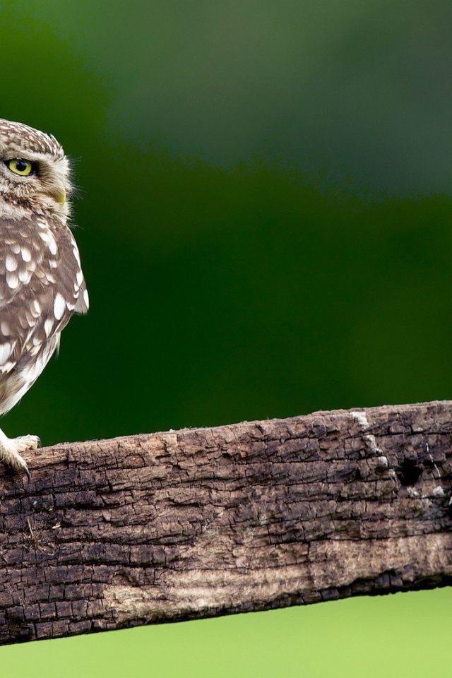 Сова на доске с гвоздем