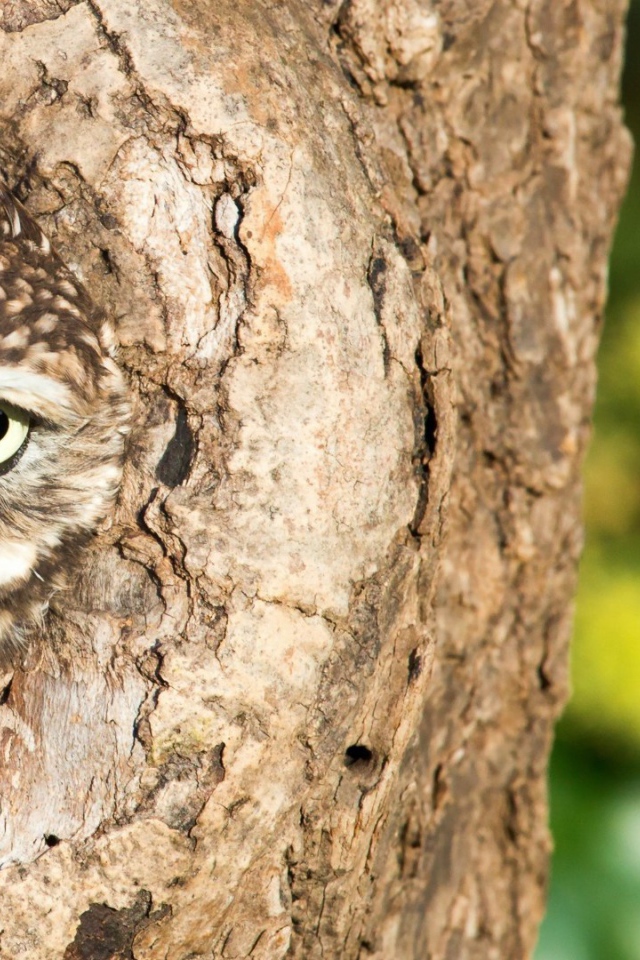 Сова сидит в дупле дерева