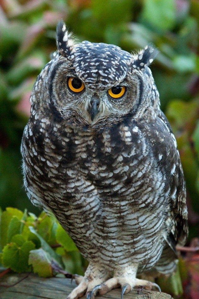 Сова сидит в винограднике