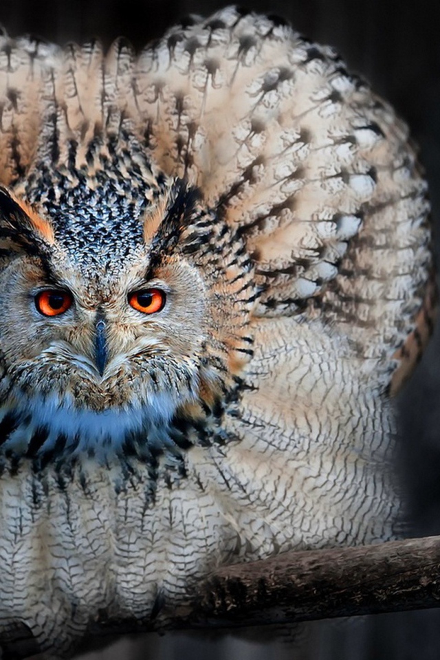 Сова сидя на ветке распустила перья