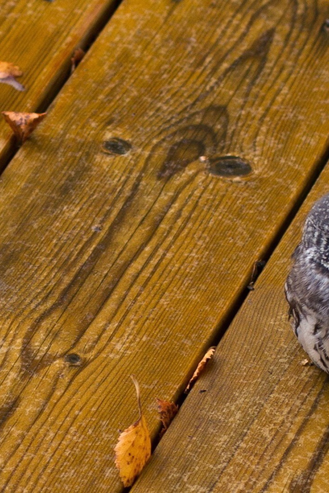 Совенок на деревянных досках