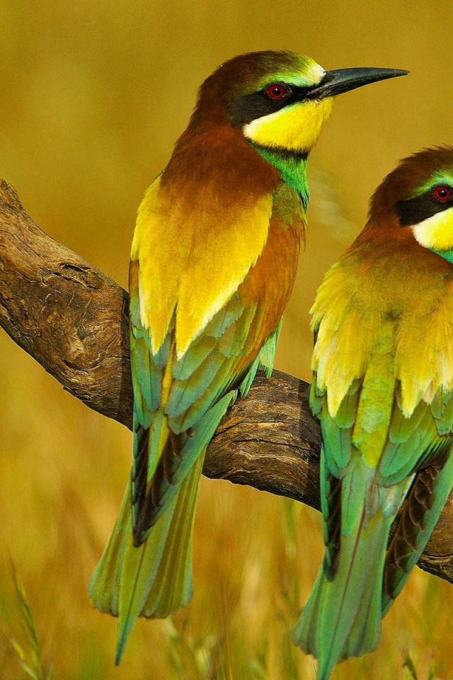 Пара щурков на засохшей коряге