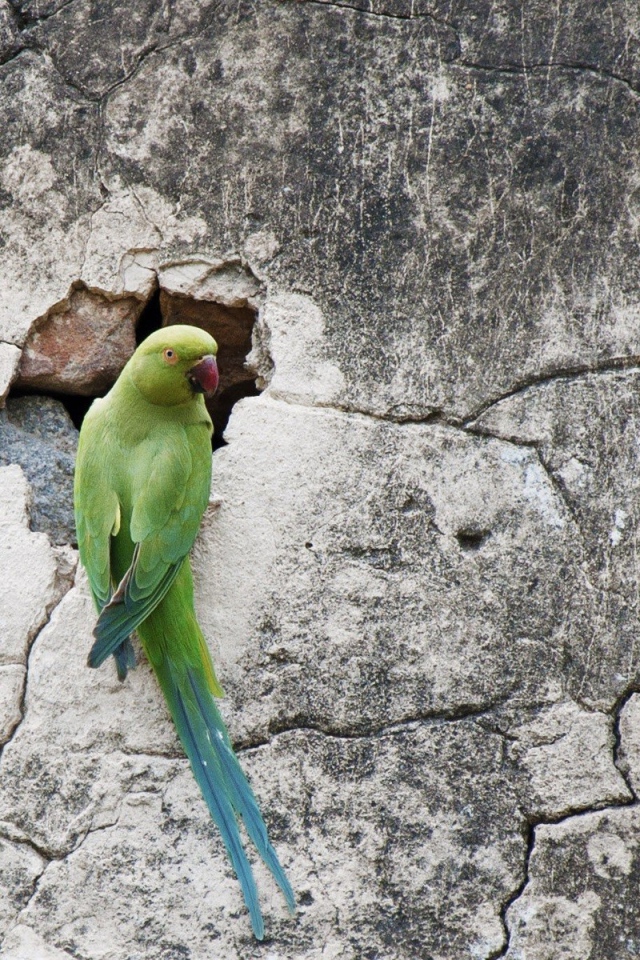 Попугай на потрескавшейся стене