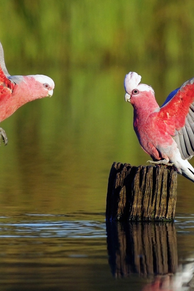 Попугаи на пеньке среди воды