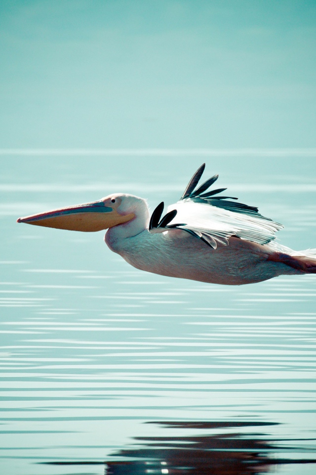Пеликан летит низко над водой