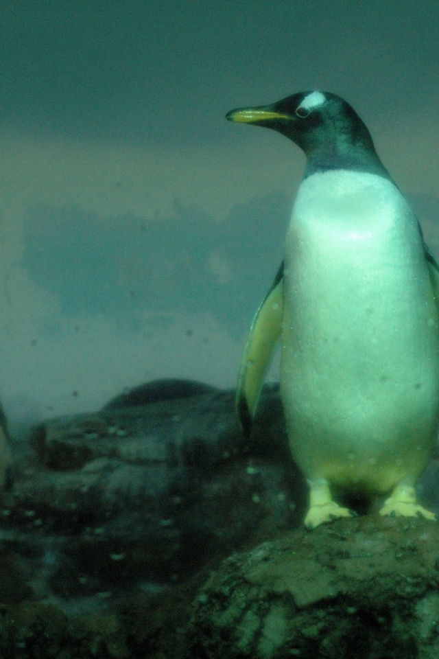 Пингвины на скалах