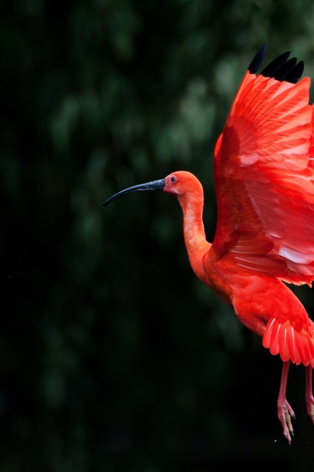 Розовая птица взмахнула крыльями