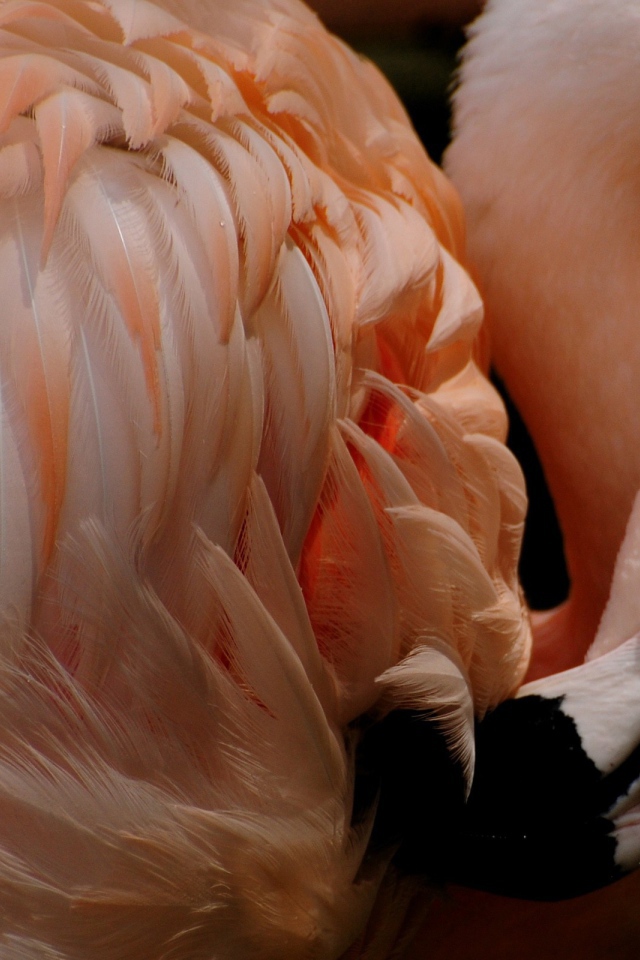 Розовый фламинго чистит перья