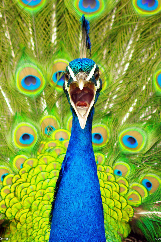 Портрет павлина