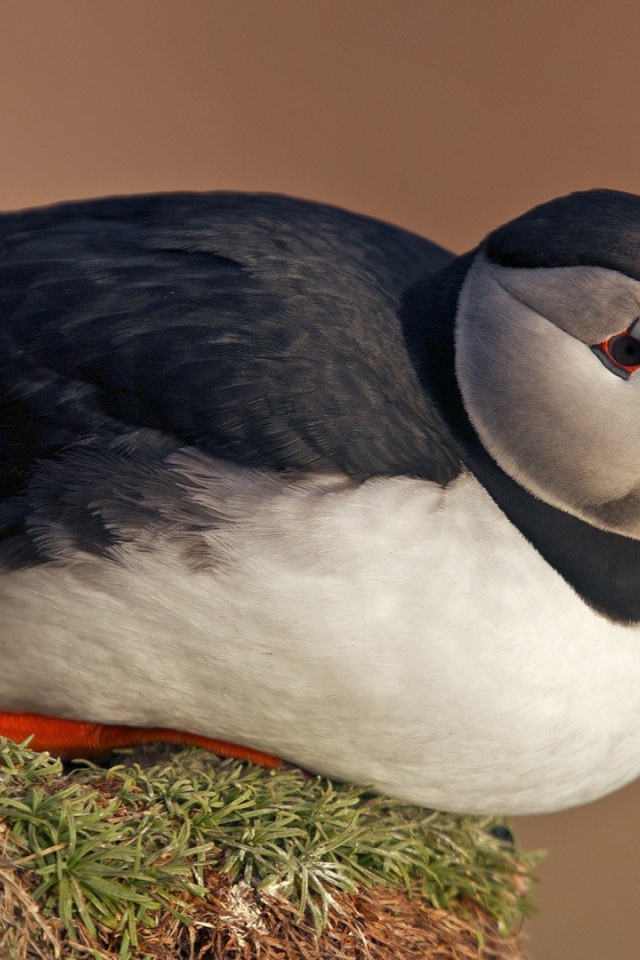 Тупик сидит на клочке травы