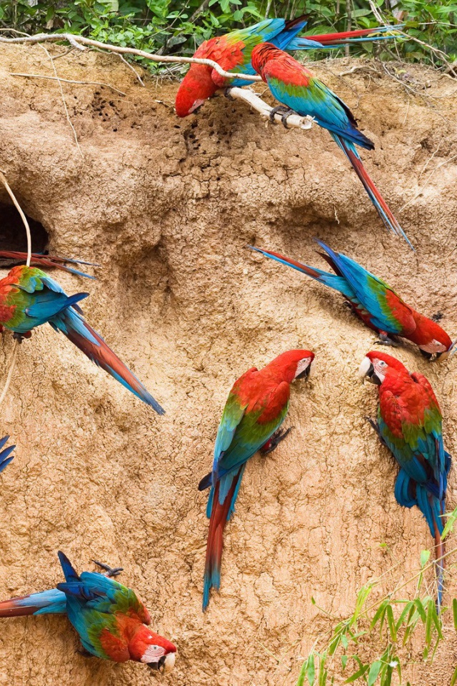 Гнезда радужных попугаев