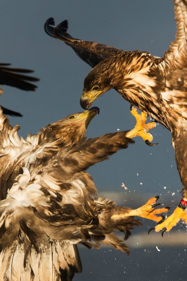 Схватка двух беркутов