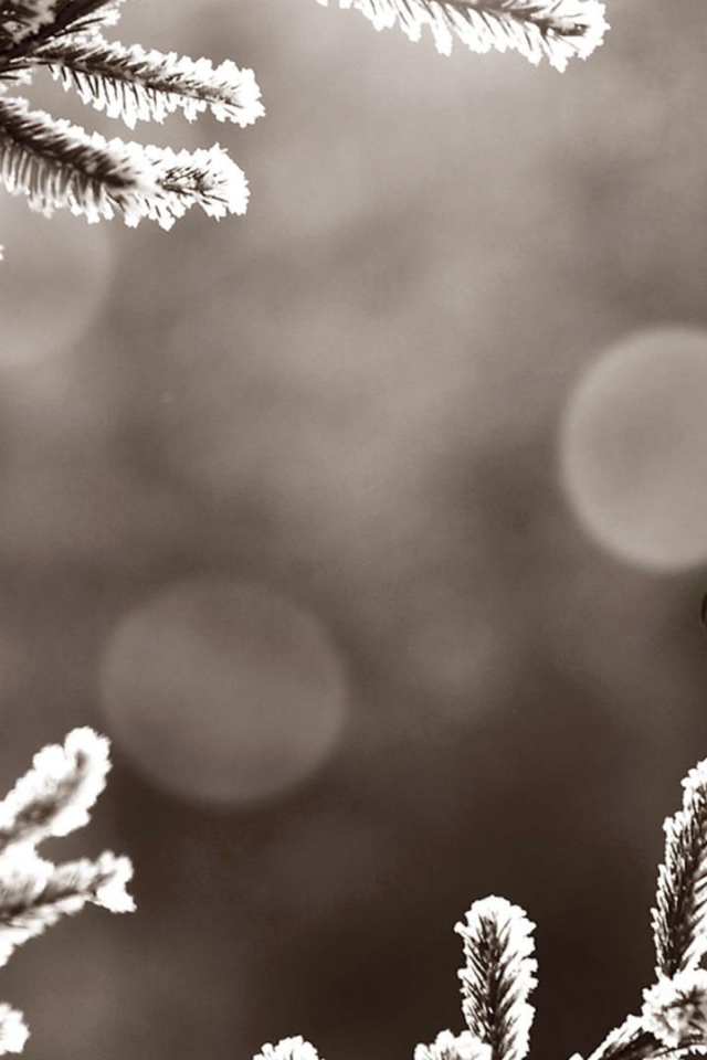 Красный кардинал на покрытой инеем ветке