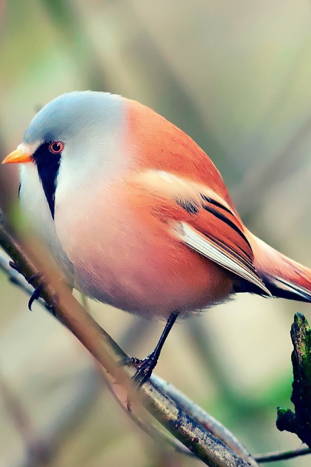 Красная злая птичка