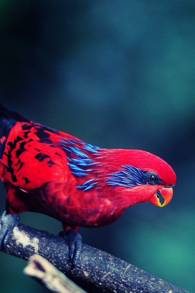 Красная птица с черным хвостом