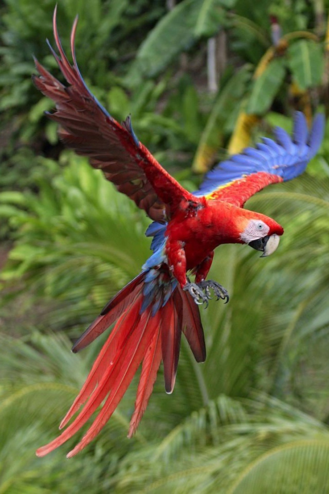 Красный попугай летит в тропиках