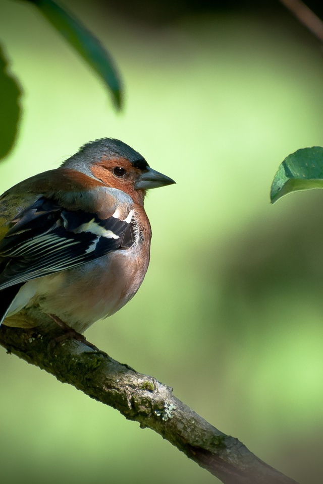 Вьюрок с черными крыльями на ветке дерева