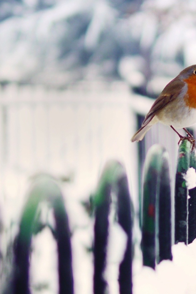 Птица малиновка зимой
