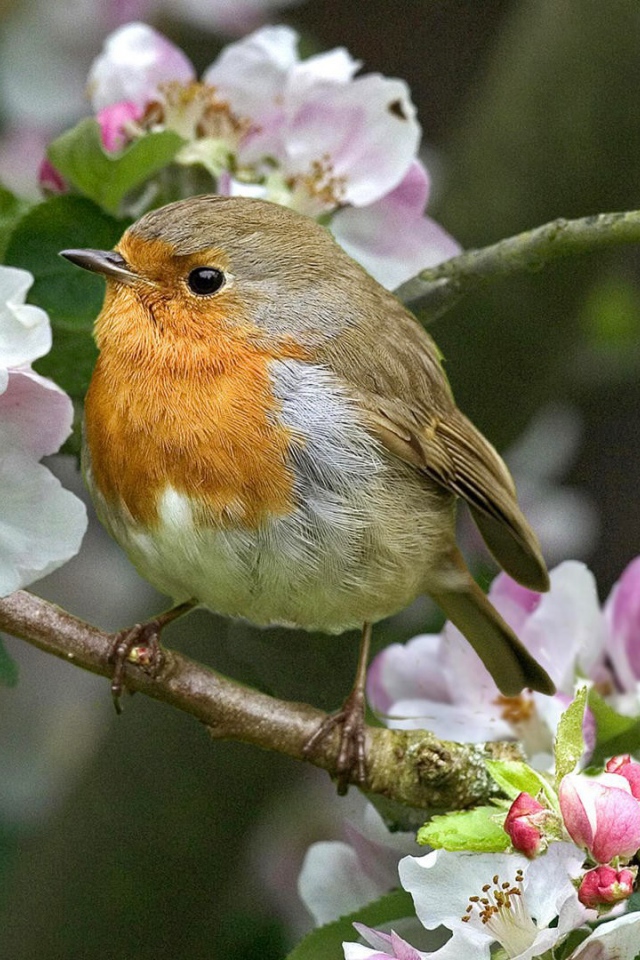 Малиновка на цветущей ветке