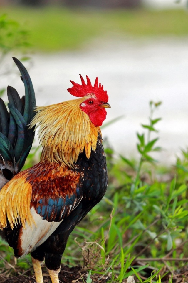 Петух стоит в траве