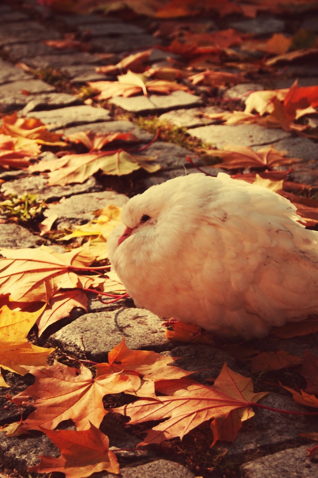 Нахохлившийся белый голубь на листьях