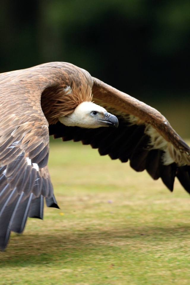Падальщик летит над землей