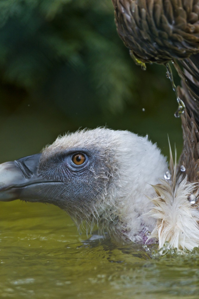 Падальщик в воде
