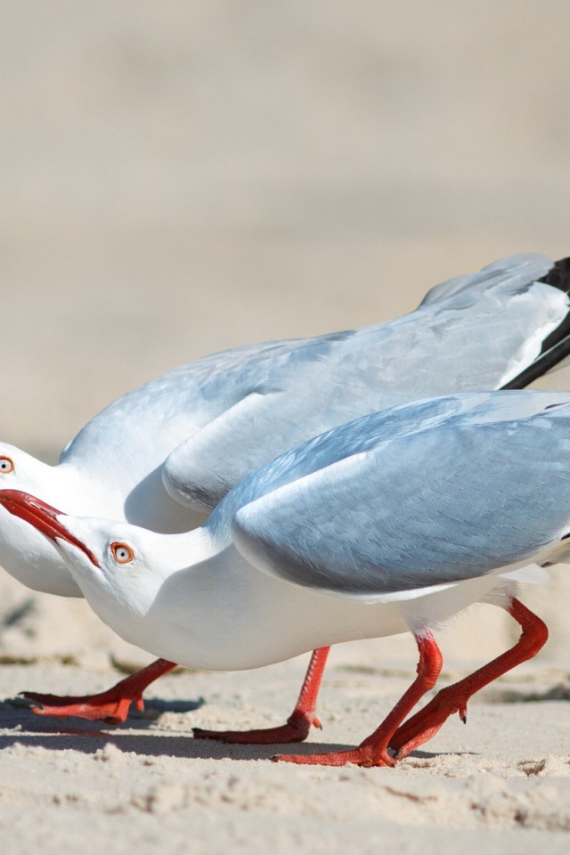 Чайки выгибают шеи вверх