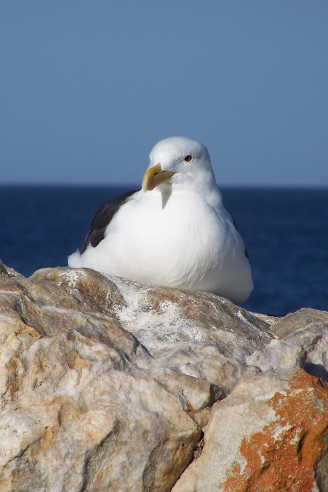 Чайка сидит на скале у моря