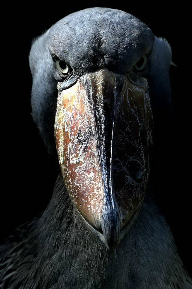 Китоглав, или королевская цапля