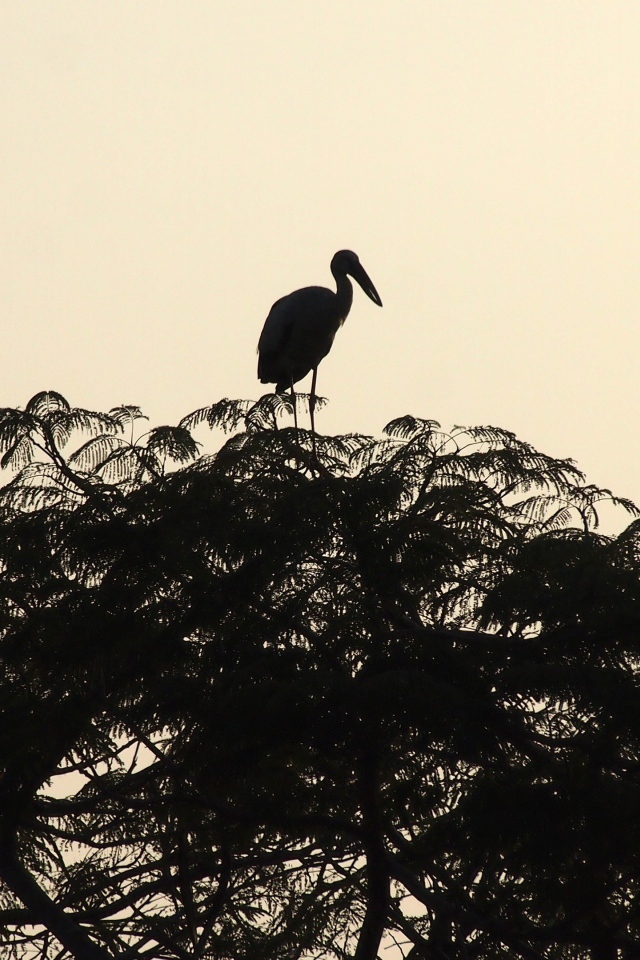 Силуэт цапли на вершине дерева