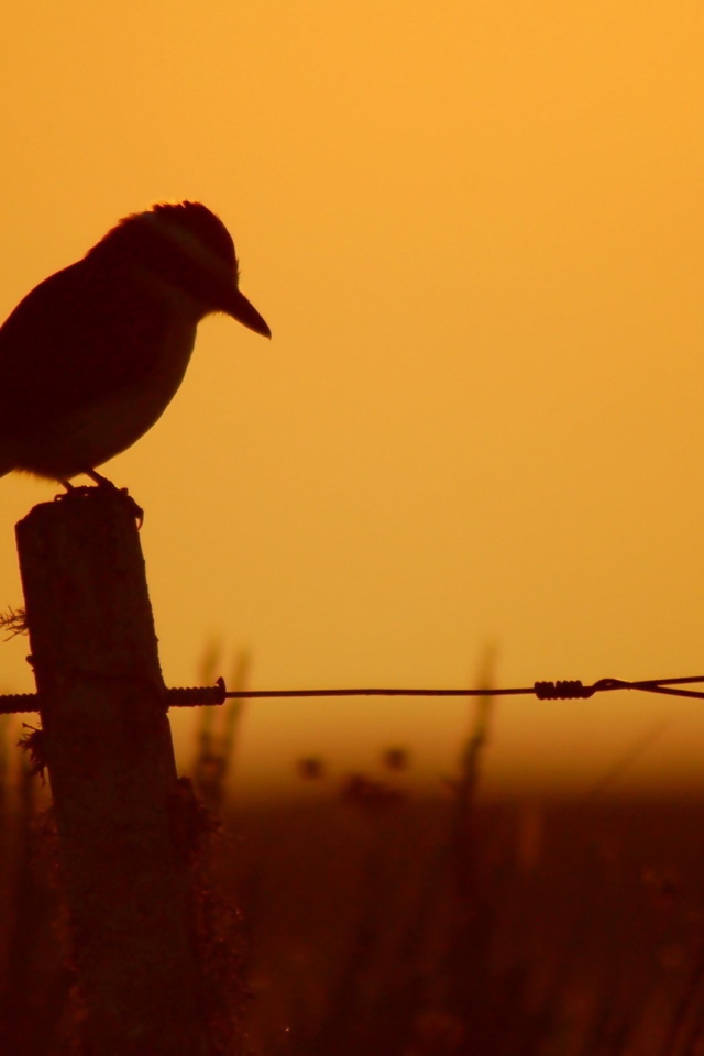 Силуэт птицы на заборе на фоне заката