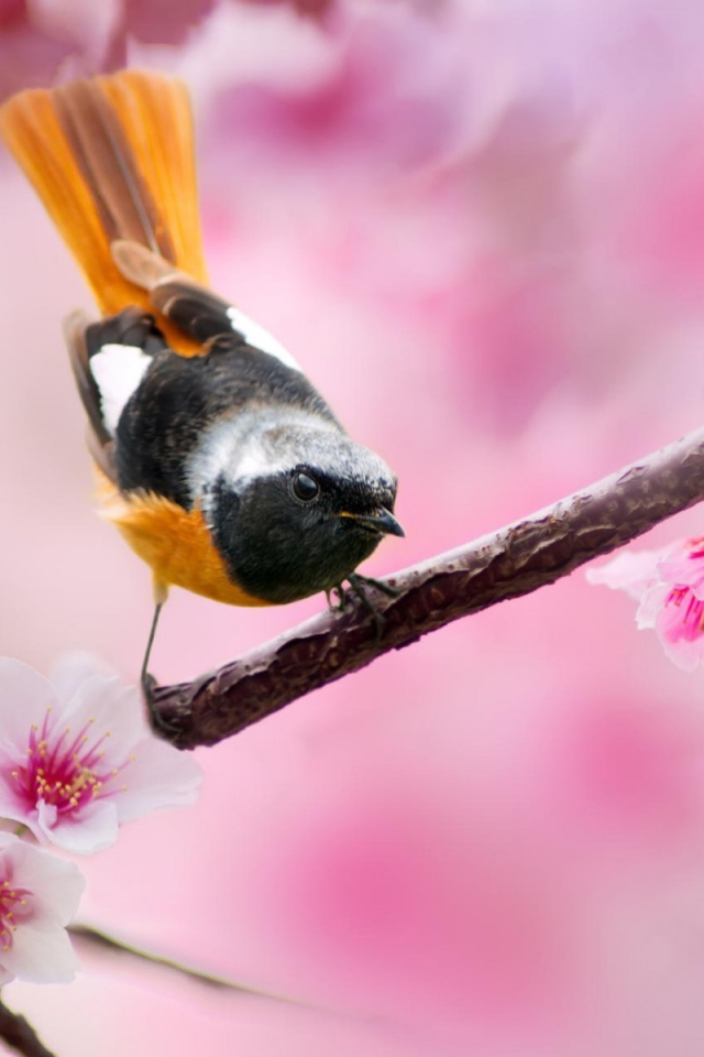 Поющая птица с оранжевым хвостом